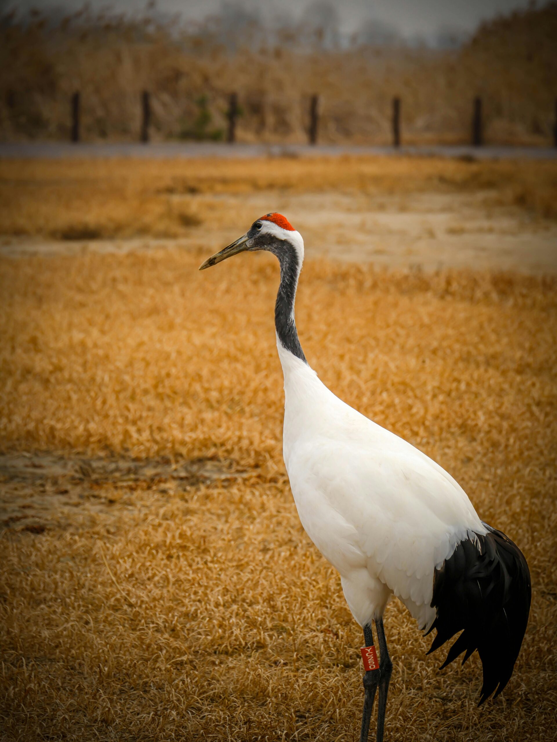 Black-Necked Crane Festival